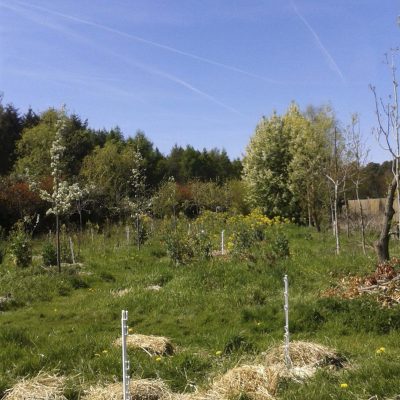BIOAanplant/bodemverbeteraar voor planten, bomen en struiken in granulaatvorm met symbiose schimmels, gisten, bacteriën