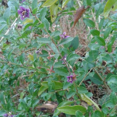 Gojibes, LYCIUM 'SWEET LIFEBERRY' ® (Jonge planten)