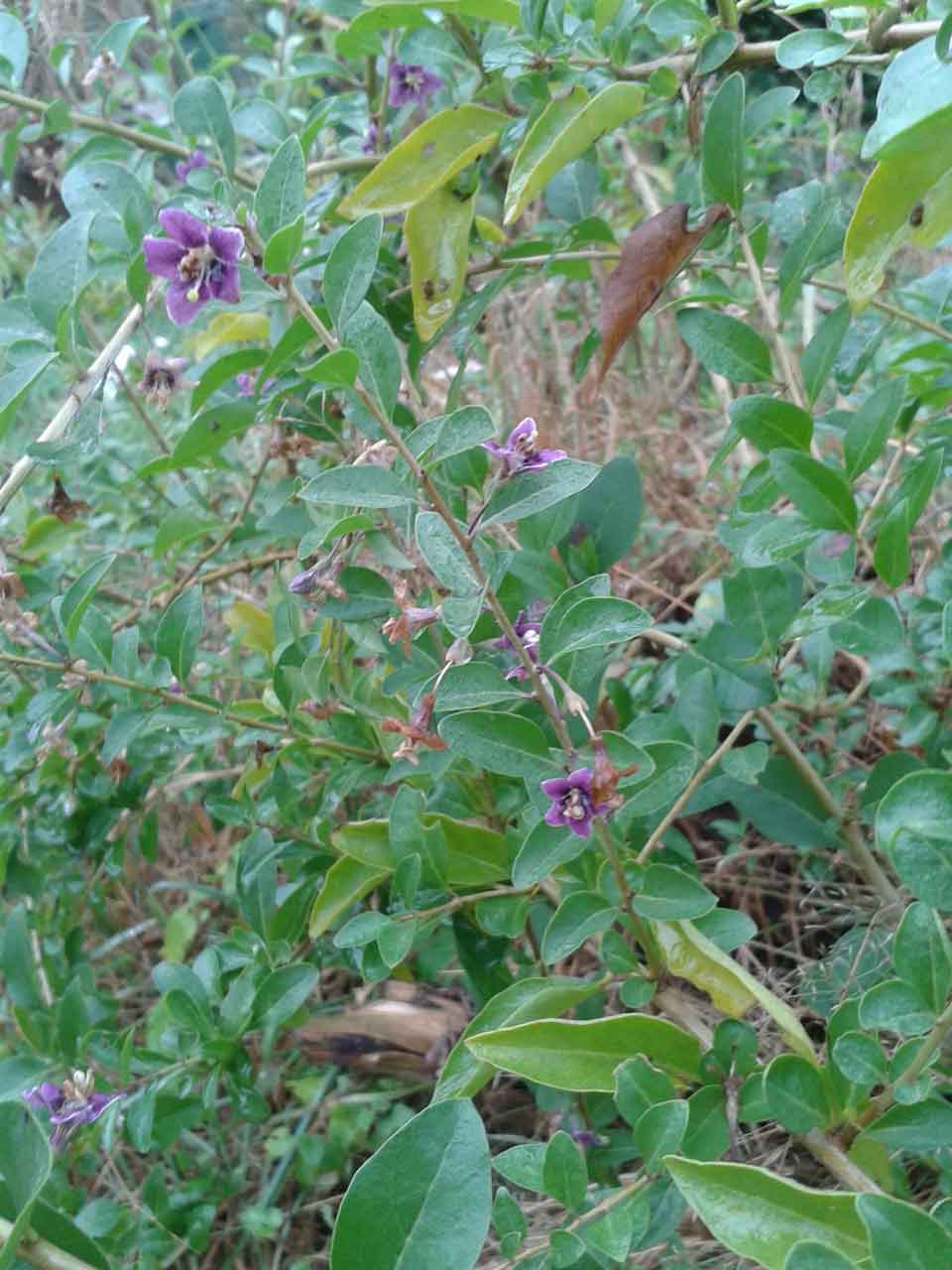 Gojibes, LYCIUM 'SWEET LIFEBERRY' ® (Jonge planten)