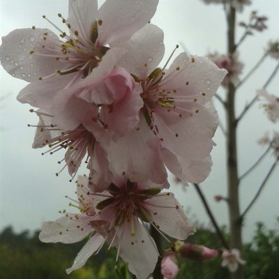 Perzik, Prunus 'Suncrest' Struikvorm