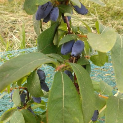 Honingbes, Lonicera caerulea, 3 vroege, goede rassen