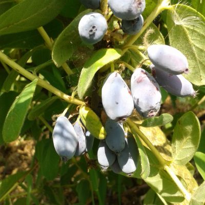 Honingbes, Lonicera caerulea 11 goede en smakelijke rassen voor langere tijd vers fruit