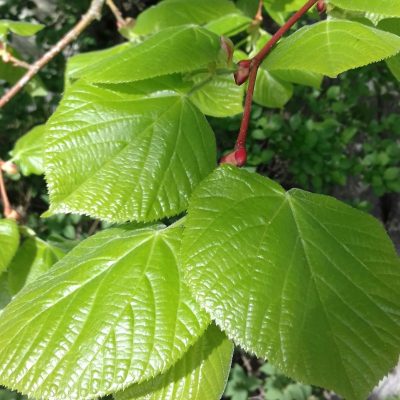 Sla-boom, Winterlinde, Tilia Cordata (90/125cm) vaak meerstammig