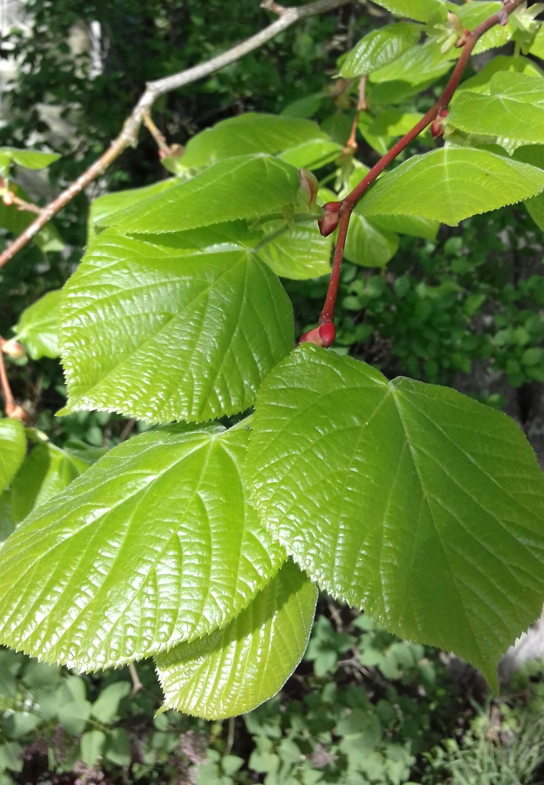 Sla-boom, Winterlinde, Tilia Cordata (90/125cm) vaak meerstammig