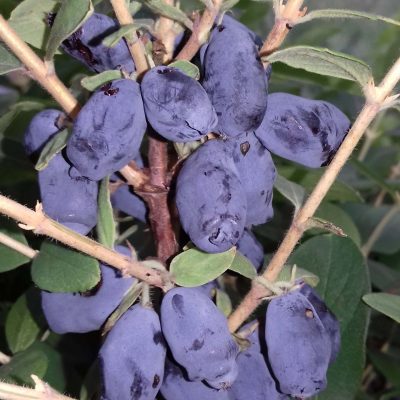 Honingbes, Lonicera caerulea 'Honeybee'