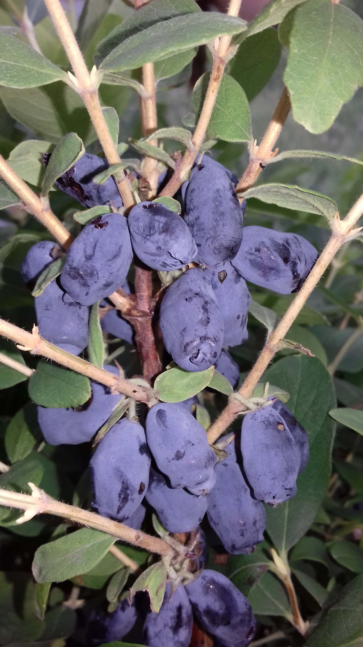 Honingbes, Lonicera caerulea 'Honeybee'