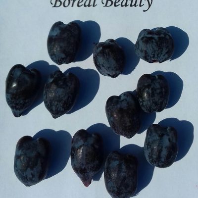 Honingbes Lonicera caerulea 'Boreal Beauty' PBR