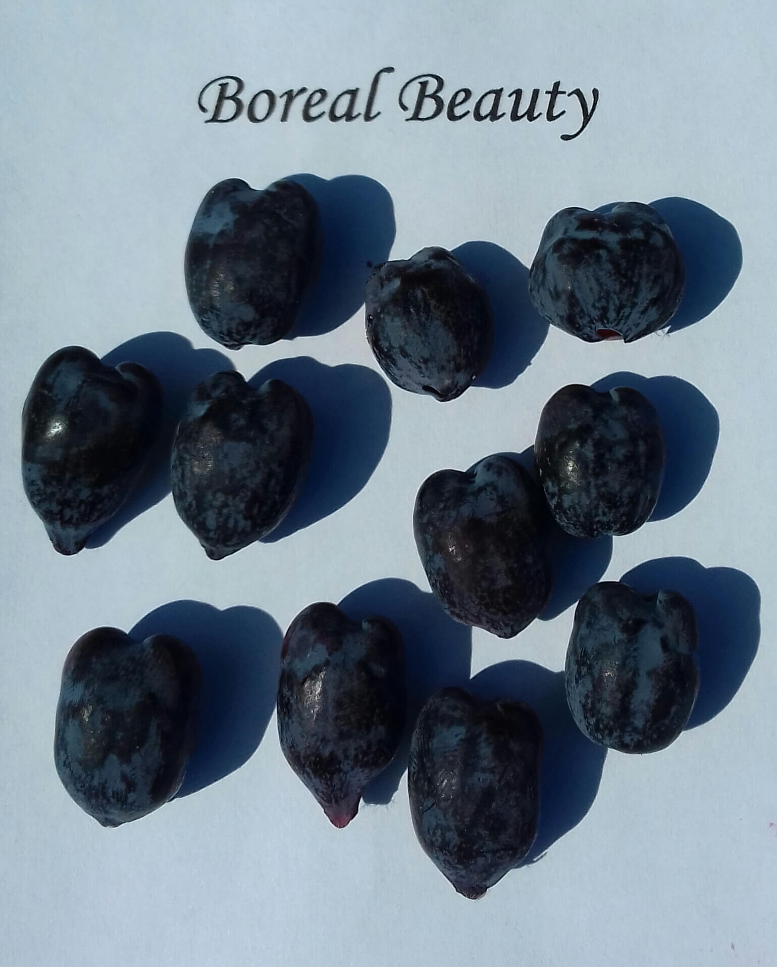 Honingbes Lonicera caerulea 'Boreal Beauty' PBR