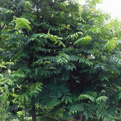 Uiensoepboom, Chinese toonboom, Toona sinensis (Cedrela sinensis) 2 of 3jarige planten in 3Lpot