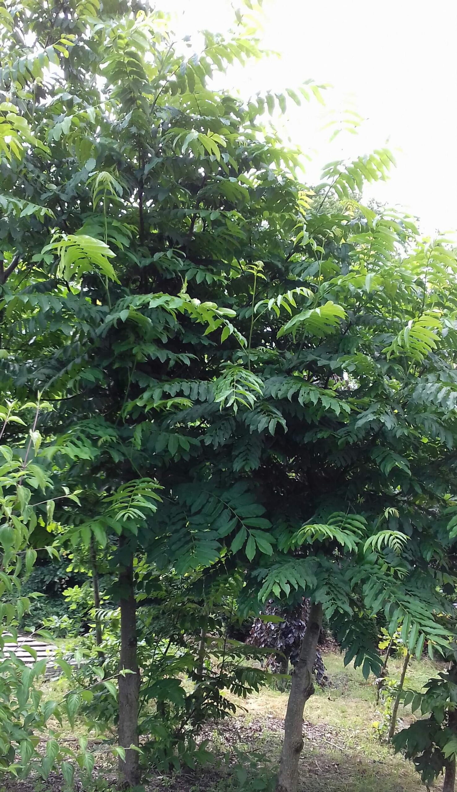 Uiensoepboom, Chinese toonboom, Toona sinensis (Cedrela sinensis) 2 of 3jarige planten in 3Lpot