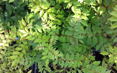 Winterharde Szechuan peper, Heerlijke peperbolletjes en aromatisch blad uit eigen tuin!