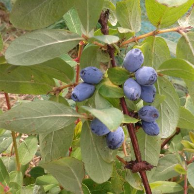 Honingbes (Lonicera caerulea) Samengestelde smakelijke rassen die elkaar goed bestuiven, Honeybee, Aurora en Blue Banana