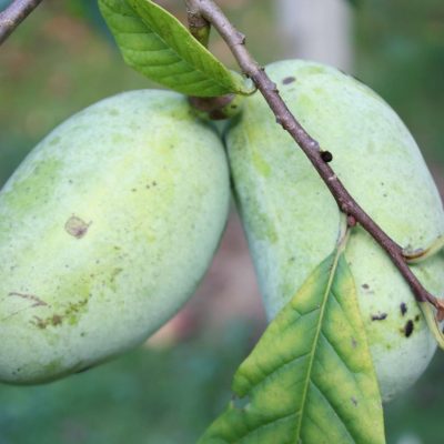 Pawpaw Asimina triloba 'Summer Delight' NIEUW IN EU! Zeer vroeg rijpend en lekker ras 100-120cm in 5L