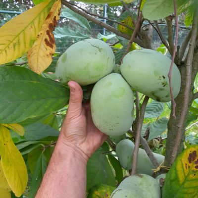 Pawpaw, Roomappel, Asimina triloba Shenandoah® Peterson Pawpaws® 100cm 5Lpot