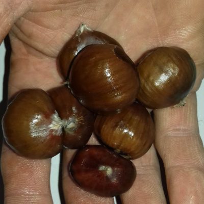 Grootvruchtige tamme kastanje, Castanea sat. 'Marigoule' spillen uit volle grond