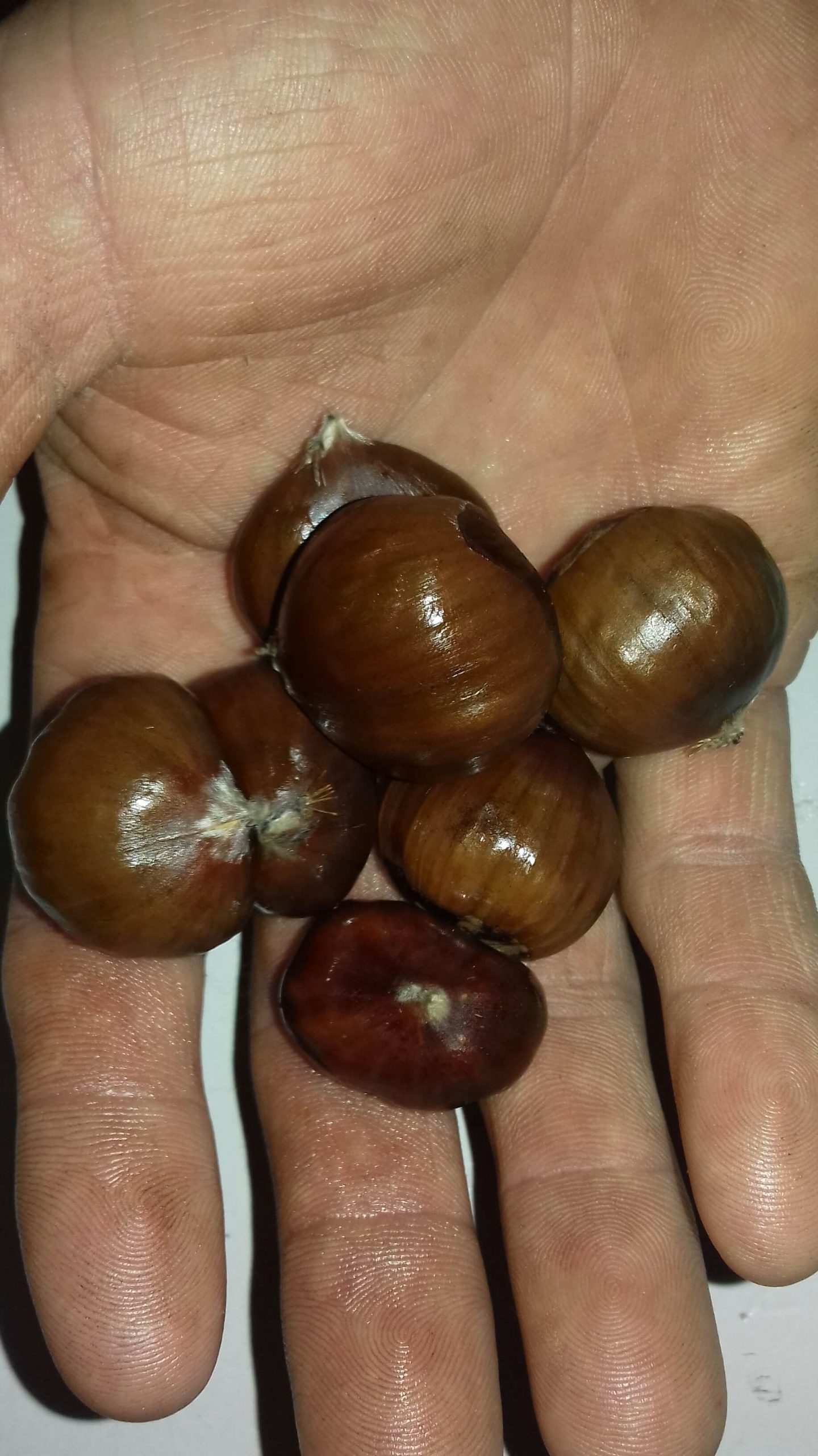Grootvruchtige tamme kastanje, Castanea sat. 'Marigoule' spillen uit volle grond