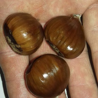 Tamme Kastanje, Castanea sativa 'Bouche de Betizac' (zeer grote noten!) spillen uit de volle grond