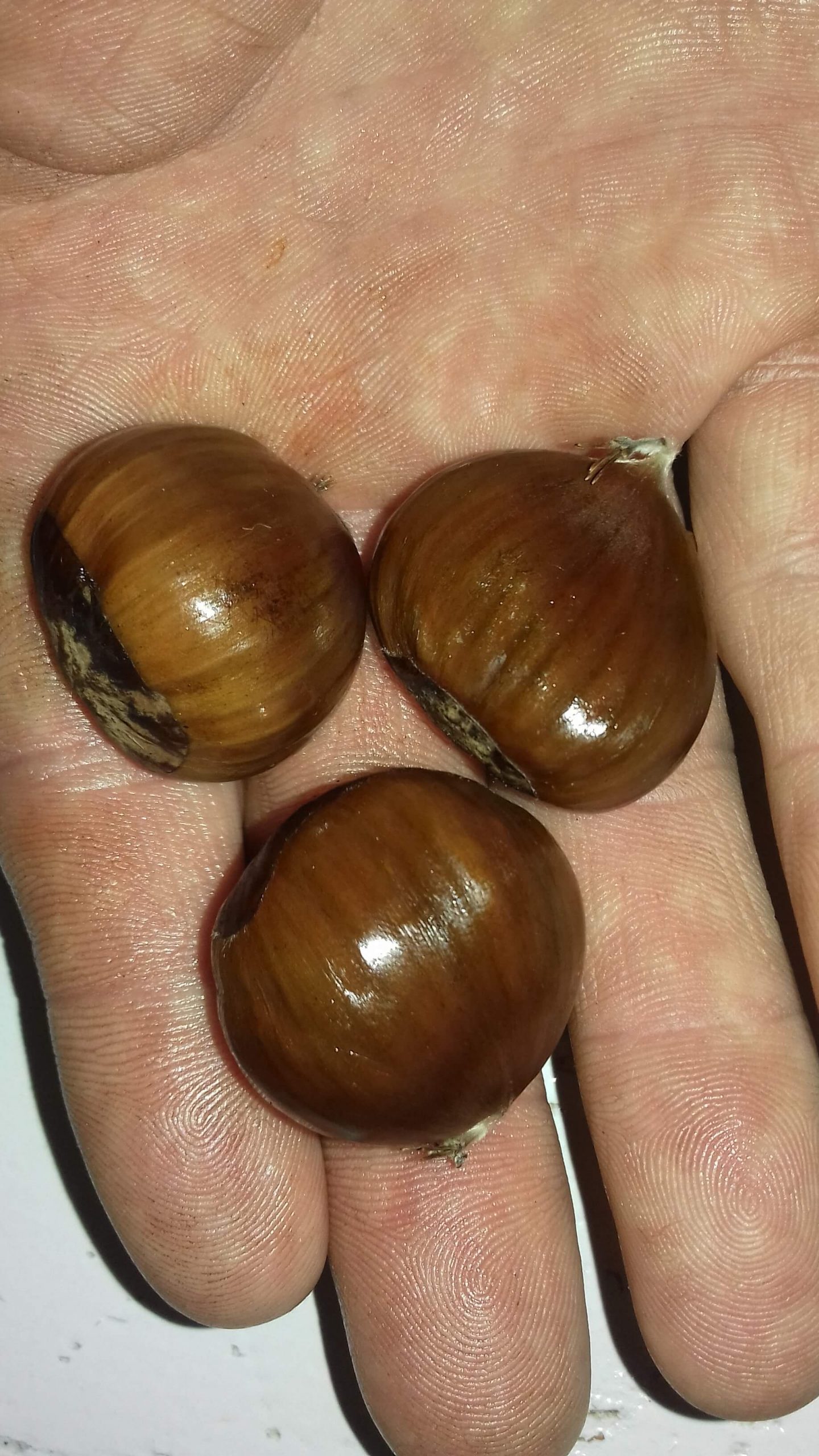 Tamme Kastanje, Castanea sativa 'Bouche de Betizac' (zeer grote noten!) spillen uit de volle grond