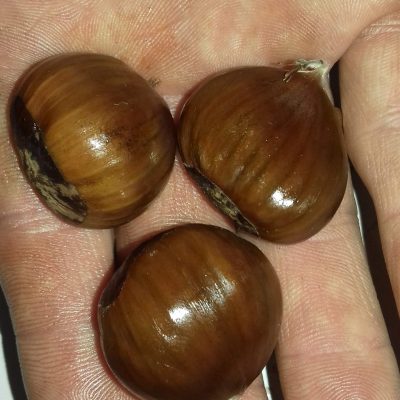 Grootvruchtige tamme kastanje, Castanea sat. 'Doréé de Lion' Spil in 3Lpot