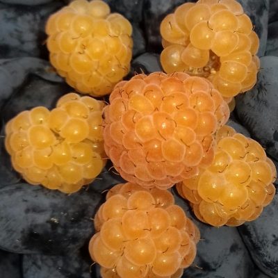 Gele herfstframboos, Rubus idaeus Fallgold, (draagt 2X per jaar!)biowijze gekweekte planten in 2Lpot