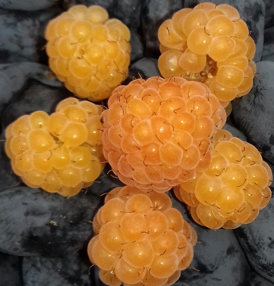 Gele herfstframboos, Rubus idaeus Fallgold, (draagt 2X per jaar!)biowijze gekweekte planten in 2Lpot