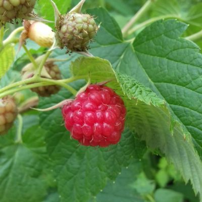 Zomerframboos, Rubus id. Tulameen Planten in 2pot(biowijze gekweekt)