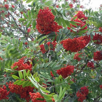 Grootvruchtige Lijsterbes, Sorbus 'Burka' p9pot