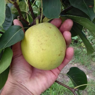 Nashipeer, Pyrus pyrifolia 'Shinko' zeer goed houdbaar en smakelijk ras( jonge spillen in 3lpot)
