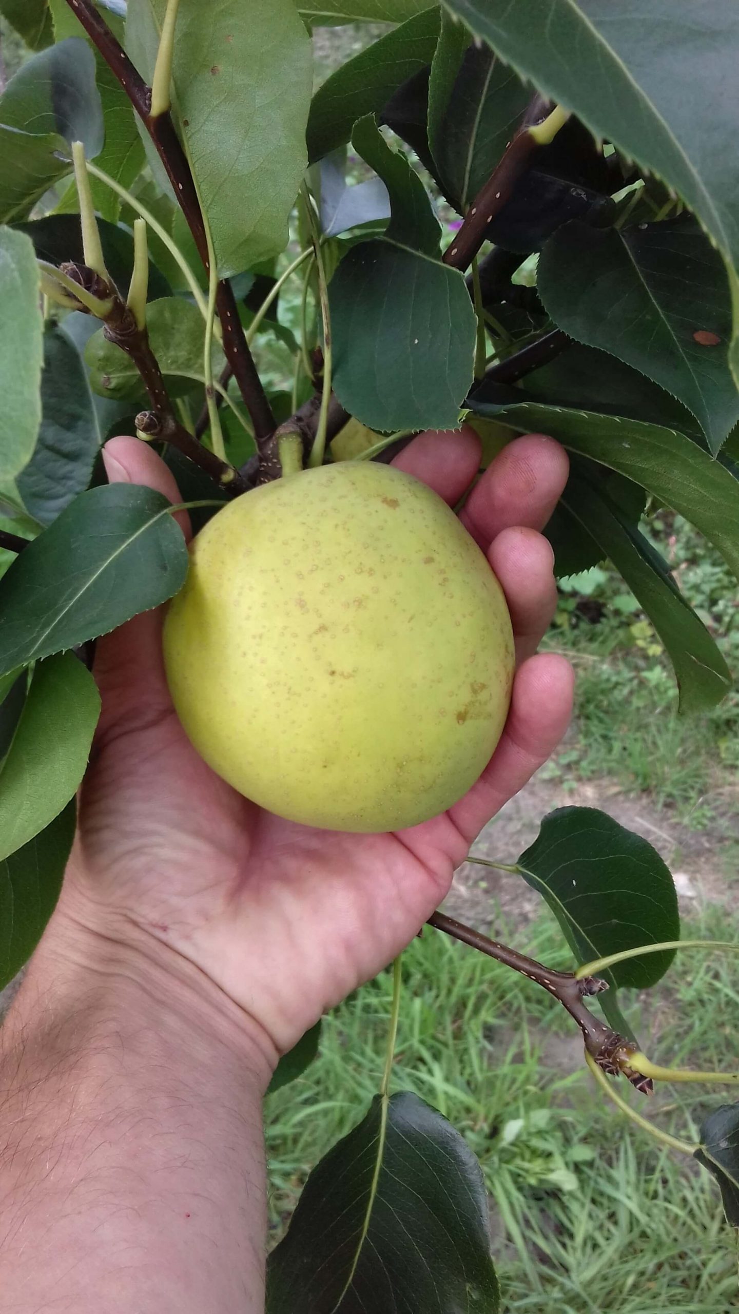 Nashipeer, Pyrus pyrifolia 'Shinko' zeer goed houdbaar en smakelijk ras( jonge spillen in 3lpot)