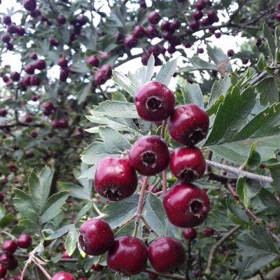 Grootvruchtige Meidoorn Crataegus schraderiana ( één van de lekkerste!)' Spillen in 3L pot