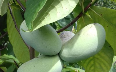 Pawpaw(Asimina tribola) wat is een pawpaw, hoe smaakt de pawpaw?