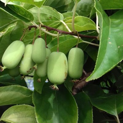 Kiwibes, Mini kiwi, Actinidia arguta 'Jumbo'(lijkt op golden kiwi qua smaak) jonge Plant in 0,8L pot