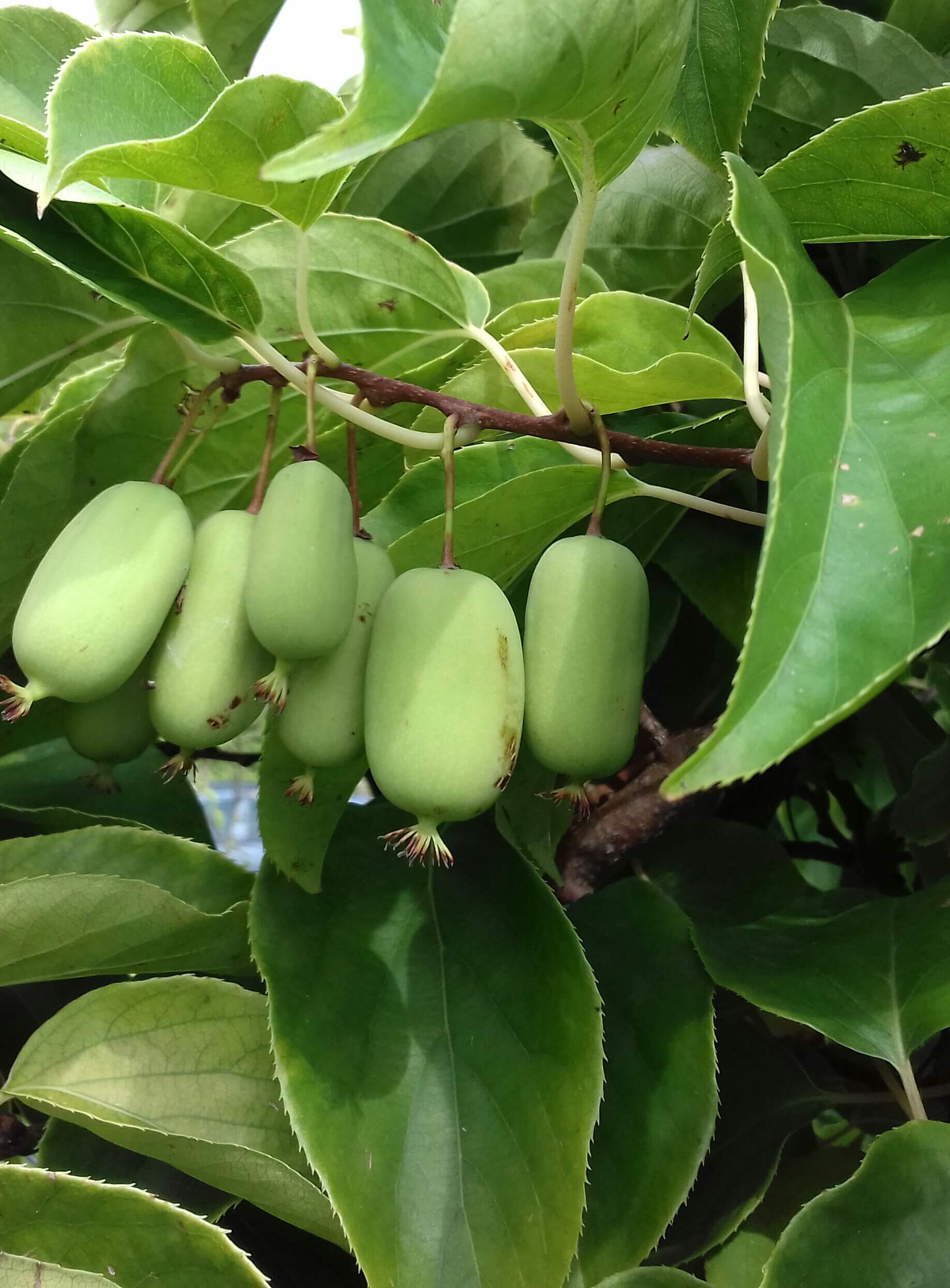 Kiwibes, Mini kiwi, Actinidia arguta 'Jumbo'(lijkt op golden kiwi qua smaak) jonge Plant in 0,8L pot