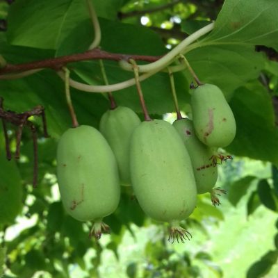 Hybride kiwi/kiwibes, Actinidia kxd 'Zakarpacie' (NIEUW!!)