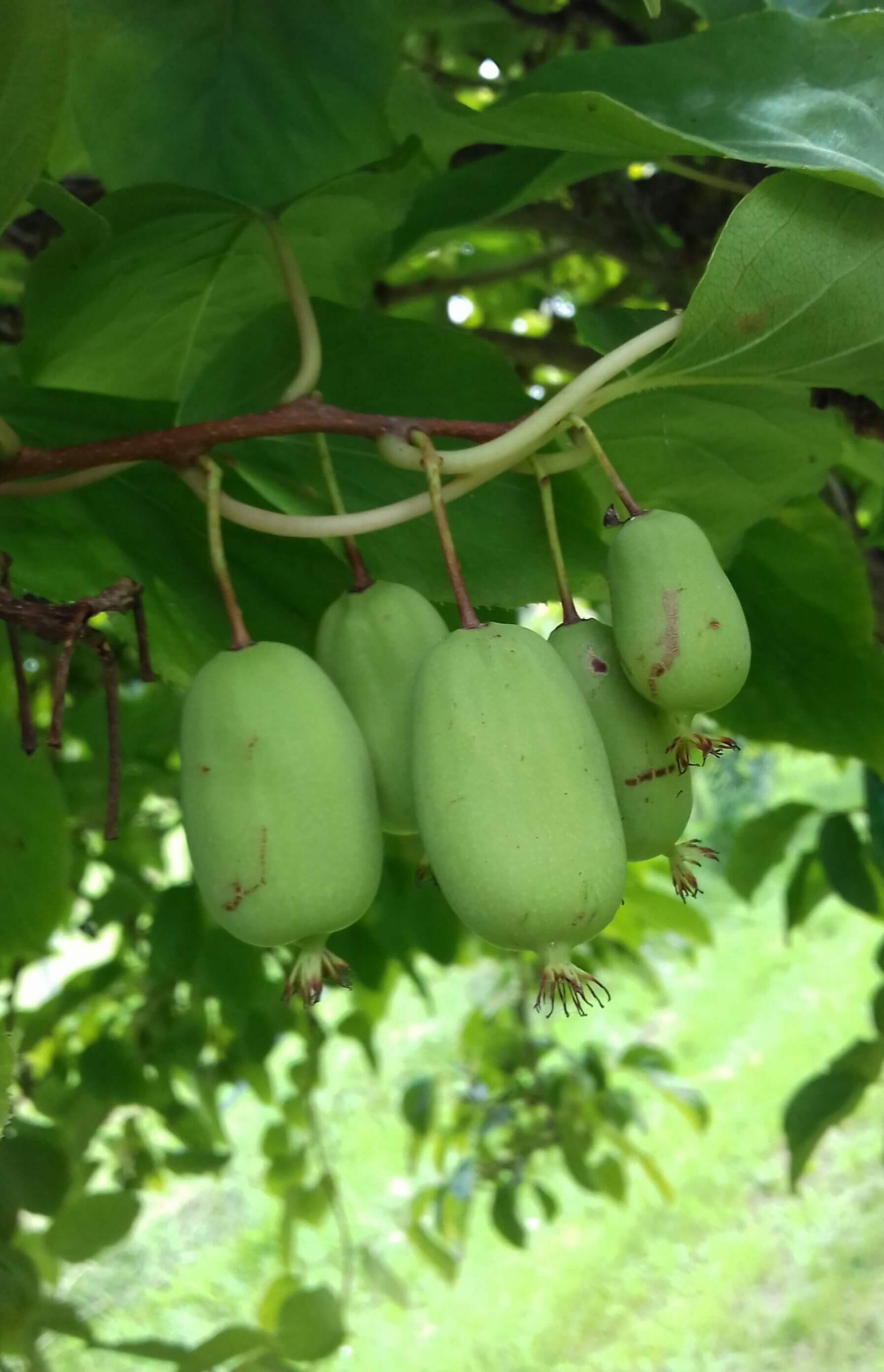 Hybride kiwi/kiwibes, Actinidia kxd 'Zakarpacie' (NIEUW!!)