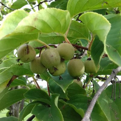 Kiwibes, Mini kiwi, Actinidia arguta 'Geneva' zeer vroeg rijpend! (mooie planten in 0,8Lpot)