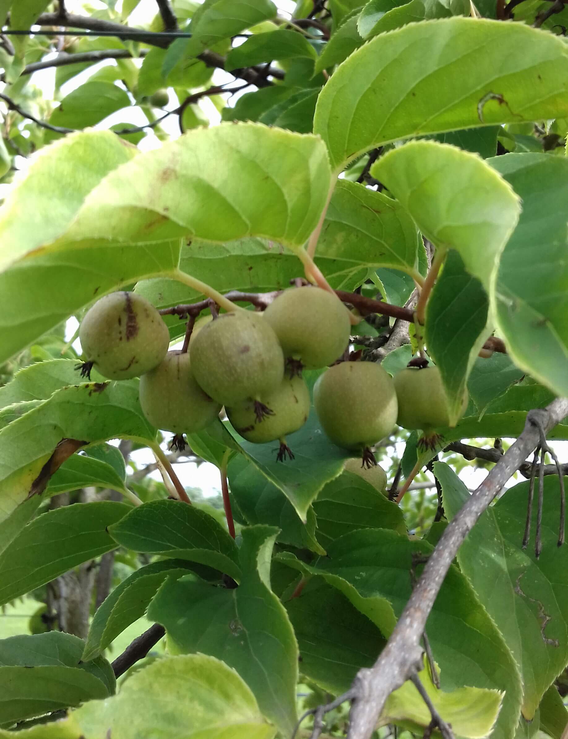 Kiwibes, Mini kiwi, Actinidia arguta 'Geneva' zeer vroeg rijpend! (mooie planten in 0,8Lpot)