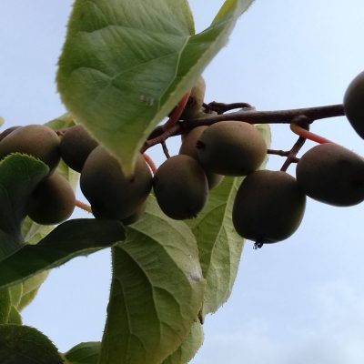 Kiwibes, Actinidia 'Kens Red' Vruchtdrager