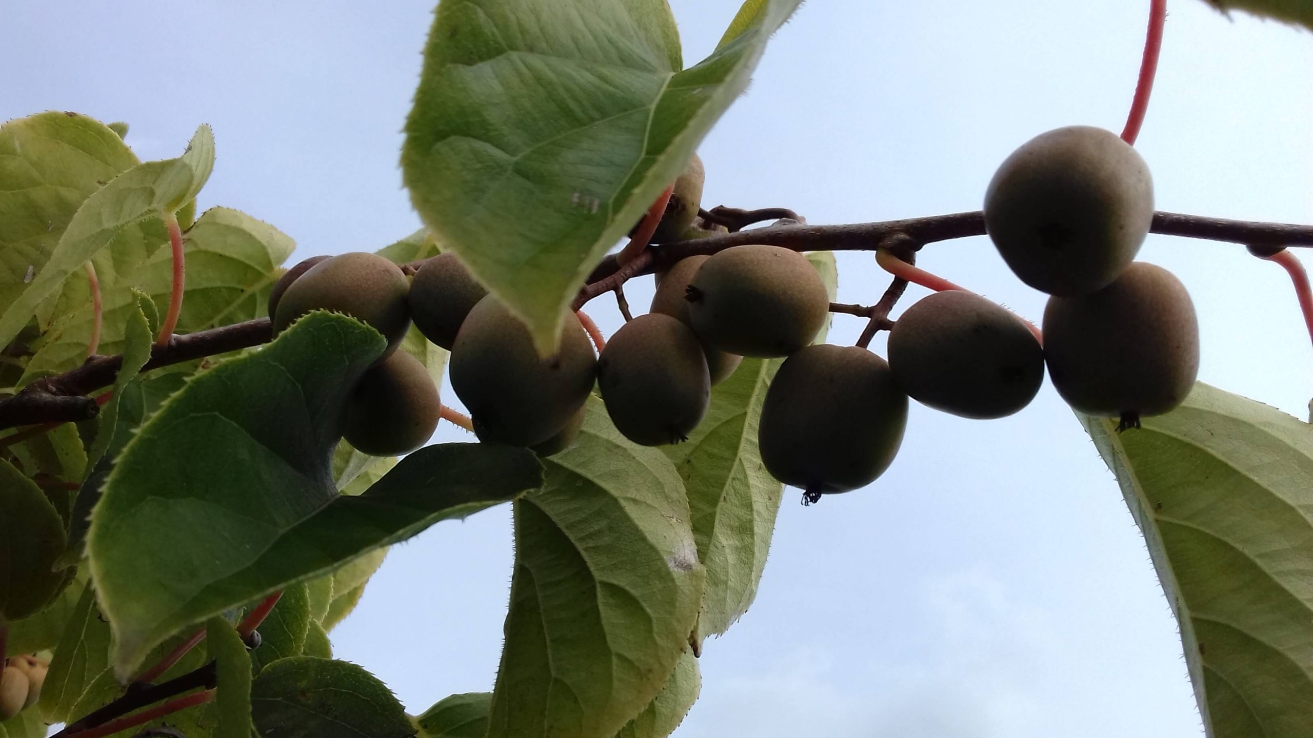 Kiwibes, Actinidia 'Kens Red' Vruchtdrager