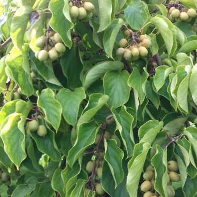 Kiwibes, Actinidia 'Issai' Zelfbestuiver! Planten in 2Lpot 60/80cm