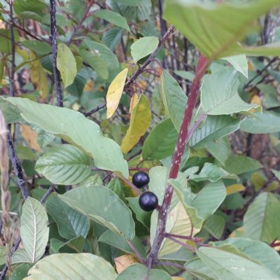 Vuilboom, Rhamnus frangula Mooie boompjes, kale wortel