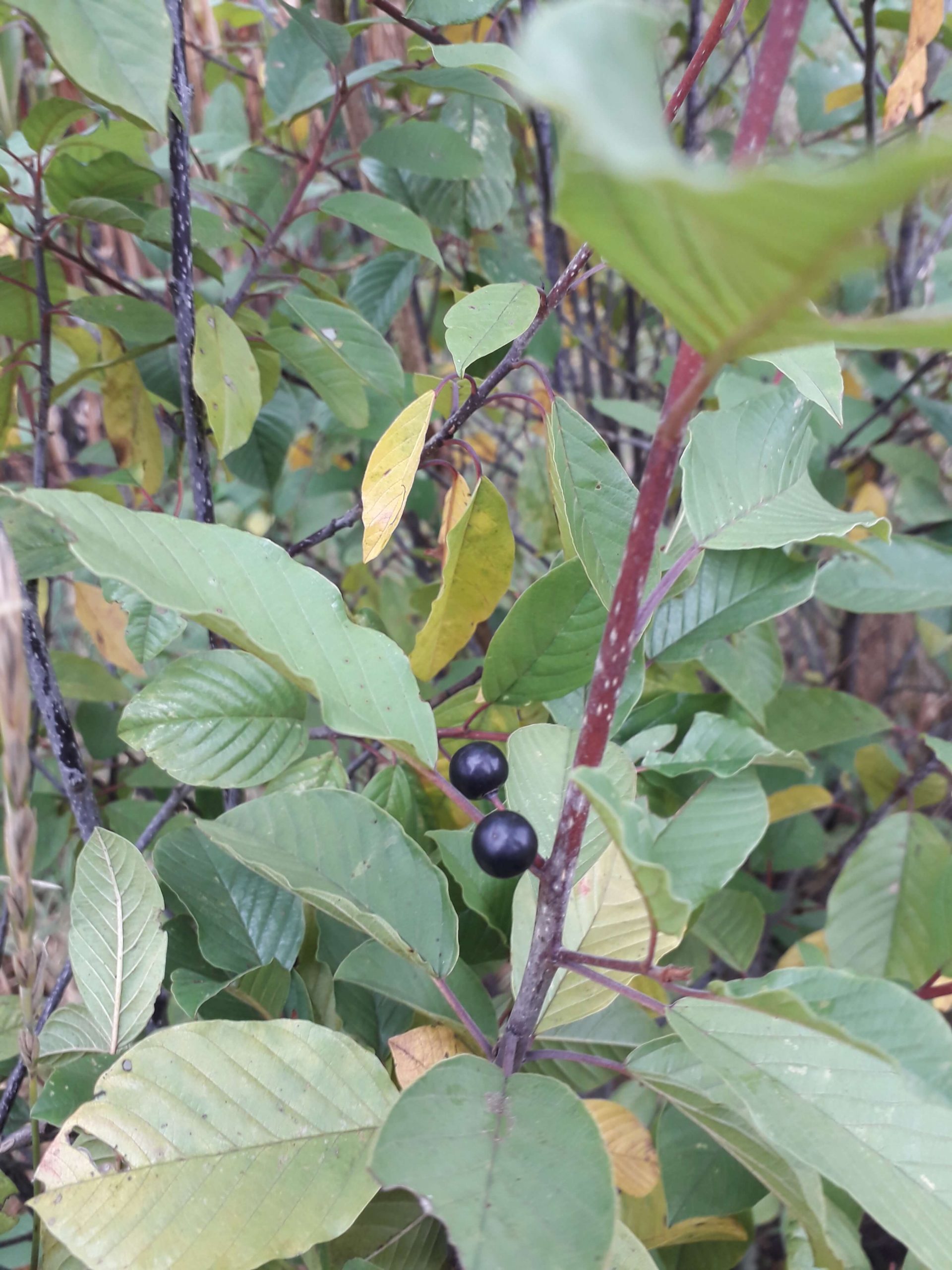 Vuilboom, Rhamnus frangula Mooie boompjes, kale wortel