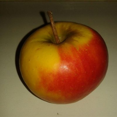Appel Malus domestica 'Elstar' Laagstam uit de vollle grond