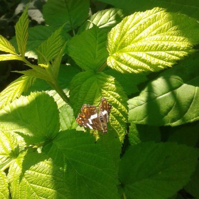 Framboos, Rubus 'Erika ' PBR Zeer smakelijk en rijkdragend