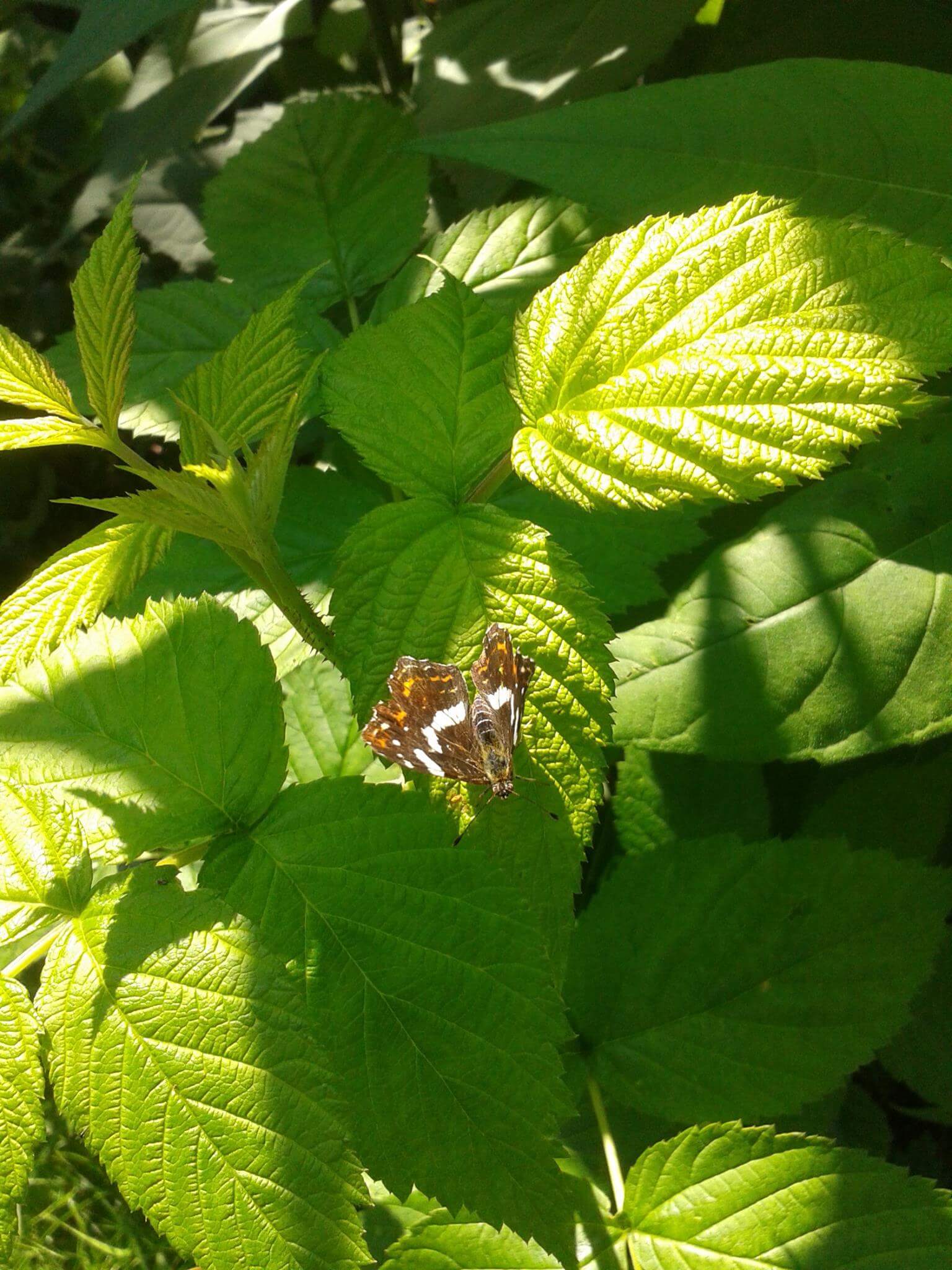 Framboos, Rubus 'Erika ' PBR Zeer smakelijk en rijkdragend