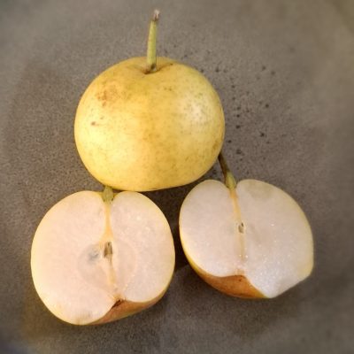 Nashipeer Pyrus pyrifolia 'Nijiseiki ( zelfbestuiver!) spil in 3Lpot
