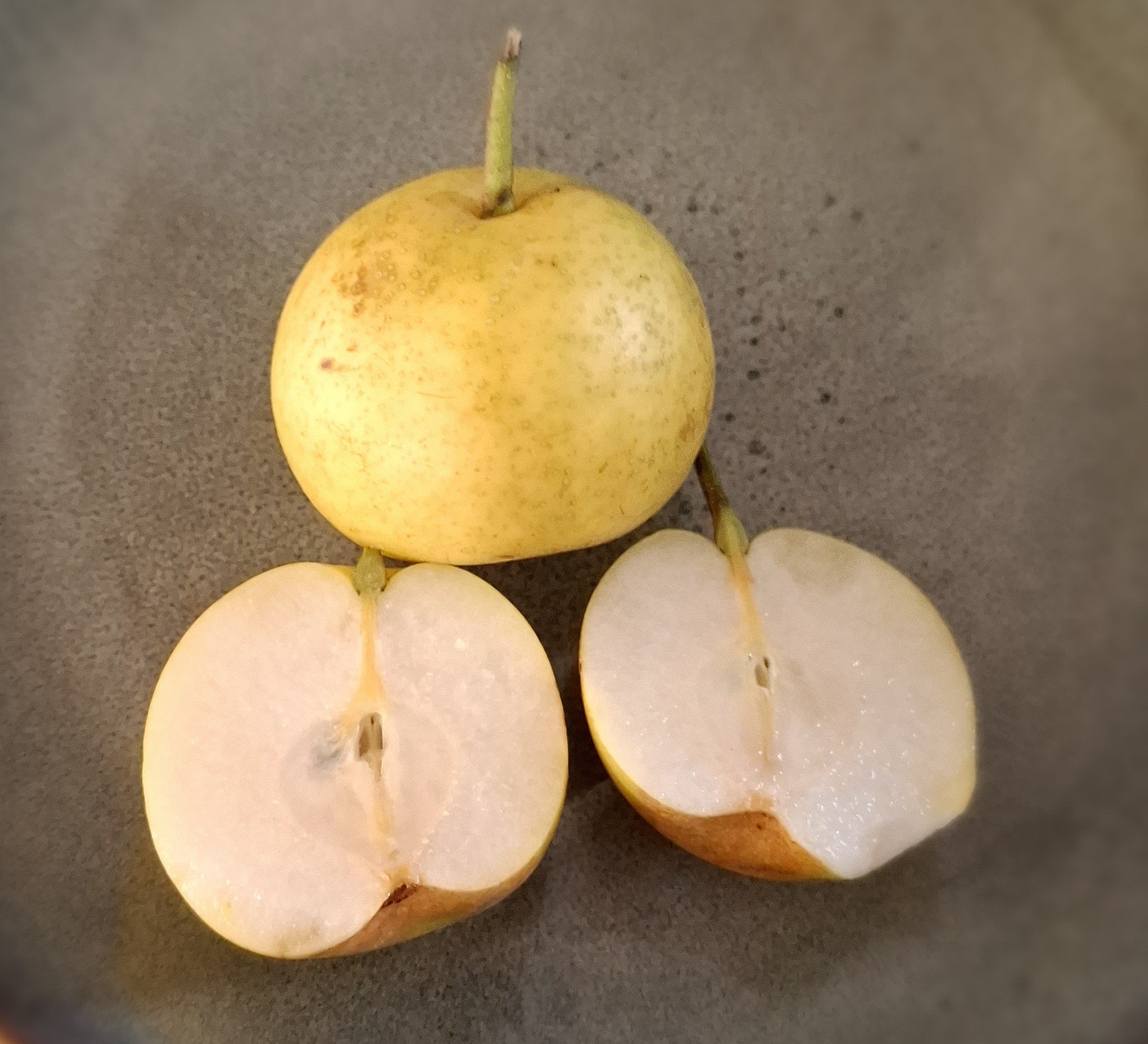 Nashipeer Pyrus pyrifolia 'Nijiseiki ( zelfbestuiver!) spil in 3Lpot