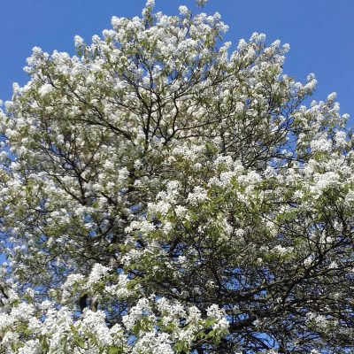 Grootvruchtige krent, Amelanchier alnifolia Mandam ( planten in 12cmpot)