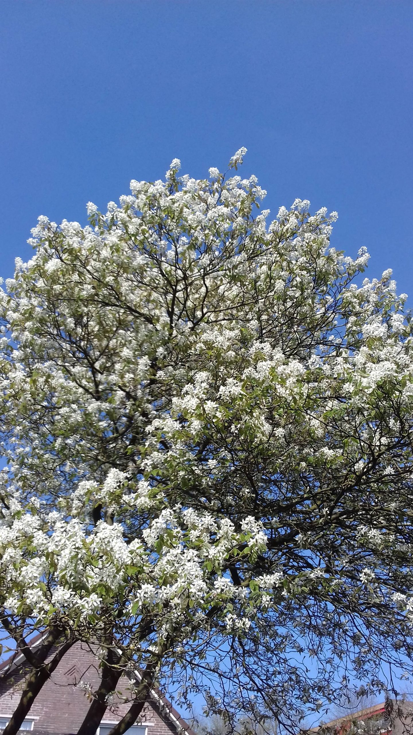 Grootvruchtige krent, Amelanchier alnifolia Mandam ( planten in 12cmpot)