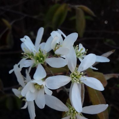 Grootvruchtige krent Amelanchier alnifolia Krasnojarskaja, In 12cm pot( laat rijpend)